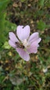 Bee collecting pollen