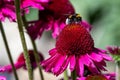 Bee collecting pollen on pink coneflower or  Echinacea purpurea - Pica Bella Royalty Free Stock Photo