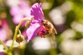 Bee collecting pollen on a pink flower Royalty Free Stock Photo