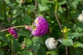 A bee collecting pollen from a pompom Dahlia in a flower garden Royalty Free Stock Photo