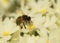 Bee collecting pollen on primerose