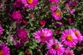Bee collecting pollen on purple chrysanthemum Royalty Free Stock Photo