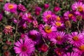 Bee collecting pollen on purple chrysanthemum Royalty Free Stock Photo