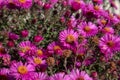 Bee collecting pollen on purple chrysanthemum Royalty Free Stock Photo