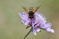 Bee collecting pollen on a purple flower Royalty Free Stock Photo