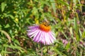 Bee collecting pollen on a purple flower Royalty Free Stock Photo