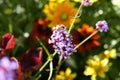 Bee collecting pollen on purple flower Royalty Free Stock Photo