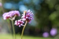 Bee collecting pollen on purple flower Royalty Free Stock Photo