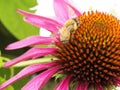 Bee collecting pollen on purple flower. Royalty Free Stock Photo