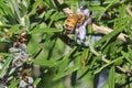 Bee collecting pollen on the purple flower of a rosemary plant Royalty Free Stock Photo