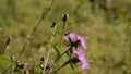 Bee collecting pollen from purple flowers. Anthophila flying from flower to flower during the summer