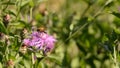 Bee collecting pollen from purple flowers. Anthophila flying from flower to flower during the summer