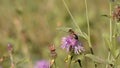 Bee collecting pollen from purple flowers. Anthophila flying from flower to flower during the summer