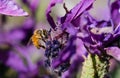 Bee on a purple lavender flower Royalty Free Stock Photo