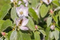 A bee collecting pollen from a quince flower. bees on a flowering quince. close up bumble bee on pink cosmos flower pollen