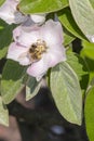 A bee collecting pollen from a quince flower. bees on a flowering quince. close up bumble bee on pink cosmos flower Royalty Free Stock Photo