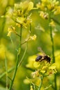 Bee collecting pollen in rapeseed plant flowers Royalty Free Stock Photo