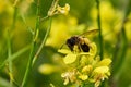 Bee collecting pollen in rapeseed plant flowers Royalty Free Stock Photo
