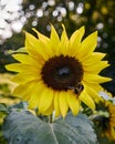 Bee collecting pollen on Sunflower Royalty Free Stock Photo