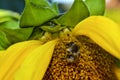 A bee collecting pollen from a sunflower. Macro photo of a bee collecting sunflower`s pollen. Royalty Free Stock Photo