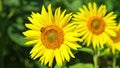 Bee collecting pollen on sunflower. Summer background