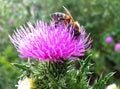 Bee collecting pollen on a thistle flower close-up