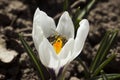 Bee collecting pollen on a white crocus. White crocuses bloom in the garden on a flowerbed on a sunny spring day. Beautiful Royalty Free Stock Photo