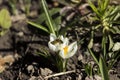 Bee collecting pollen on a white crocus. White crocuses bloom in the garden on a flowerbed on a sunny spring day. Beautiful Royalty Free Stock Photo