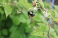 Bee collecting pollen Royalty Free Stock Photo