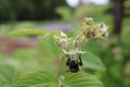 Bee collecting pollen Royalty Free Stock Photo