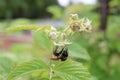 Bee collecting pollen Royalty Free Stock Photo