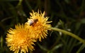 Bee collecting pollen in yellow dandelion flower Royalty Free Stock Photo