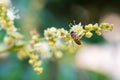 bee collects flower nectar from longan flower