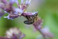 Bee collects flower nectar on sunny day