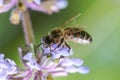 Bee collects flower nectar on sunny day