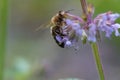 Bee collects flower nectar on sunny day