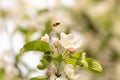 Bee collects honey in apple blossom - honeybee in front of blue sky Royalty Free Stock Photo