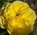 Bee collects honey from a beautiful flower_1