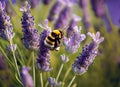 bee collects honey on lavender