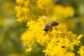 Bee collects honey from petals