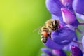 Bee collects honey or pollinates a flower on a blurred background