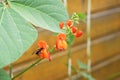 The bee collects honey from the red flower of legumes Royalty Free Stock Photo