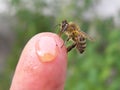 Bee on finger hands of the beekeeper Royalty Free Stock Photo