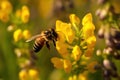 bee collects honey during spring flowering