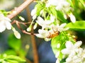 A bee collects honey by sucking nectar on white flower Royalty Free Stock Photo