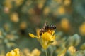 Bee collects honey on yellow flower. CLoseup shot Royalty Free Stock Photo