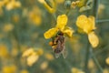 Bee collects honey on yellow flower. CLoseup shot Royalty Free Stock Photo