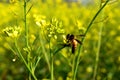 The bee collects honey on a yellow mustard flower Royalty Free Stock Photo