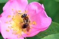 A bee collects nectar.