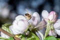 A bee collects nectar from an apple tree flower Royalty Free Stock Photo